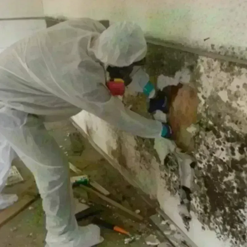 Mold Remediation and Removal in Gadsden, AL